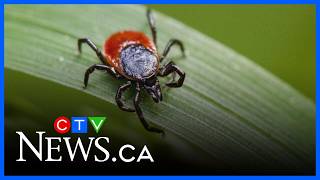Tick season warning