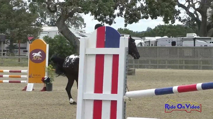 272S Lisa Avila on Atticus Open Beginner Novice Sh...