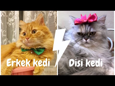 Video: Kartezyen Kedi Chartreuse: Cins Tanımı, Karakter Ve Yetiştirme, Bakım Ve Bakım, Fotoğraflar, Sahip Yorumları