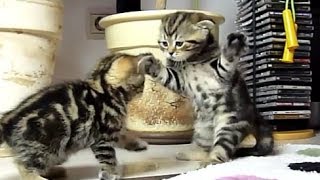 Cмешные видео про котят 21 - 2013-2014 Cмешные видео про котят 21 - 2013-2014