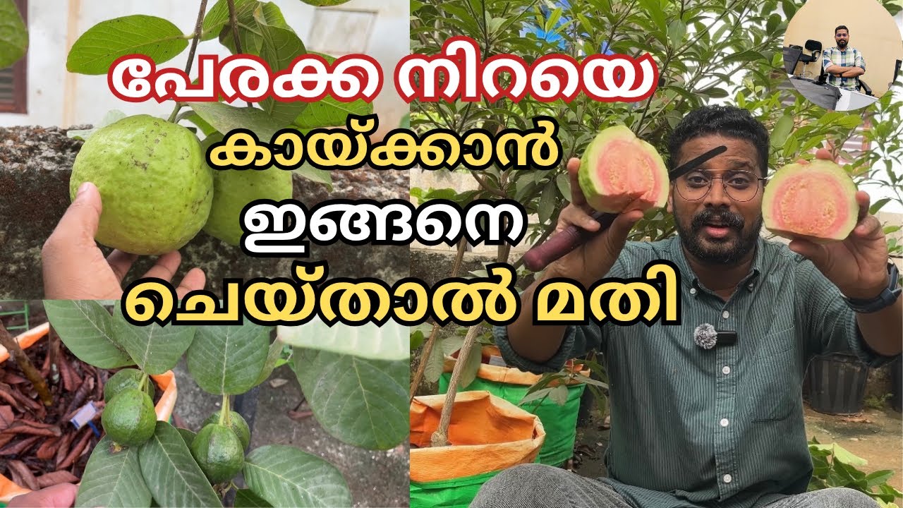 പേരക്ക നിറയെ കായ്ക്കാൻ ഈ കാര്യങ്ങൾ ചെയ്ത് നോക്കു | Guava Plant Farming Tips Malayalam