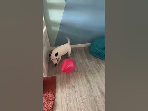 Булик - YouTube