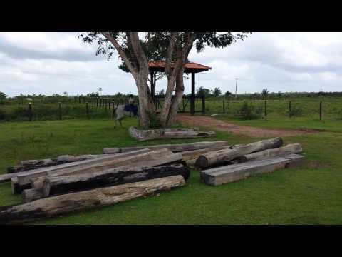 Criança que cavalga bem, Tetô, um aprendiz de seu Pai e com 7 aninhos montando égua Quarto de Milha