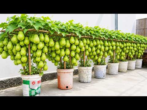 Grow Chayote in Containers — You Won’t Believe the Harvest!