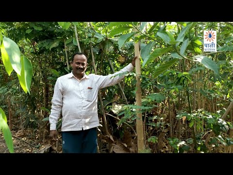 प पर जलस न म य व क १ वर ष च Pimpri Jalsen Miyawaki Turns 1