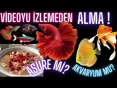 Hangi balık türleri bir arada yaşayabilirler ? | Karma akvaryum nasıl olmalı ?