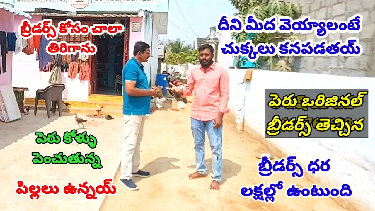 Pure Peruvian Breeders in TeluguPeru farmingPeru chicksPeru eggs