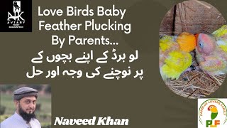 Reasons and Solution of Feather Plucking in Love Birds|لو برڈ کے اپنے بچوں کے پر نوچنے کی وجہ اور حل