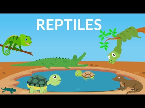 Learn about Reptiles || Reptiles Video for Kids