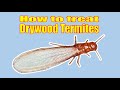 How to Treat a Drywood Termite Infestation Yourself. A MUST see if you have Drywood termites.