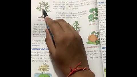 Class 2 EVS Lesson-7(Plants Around Us).  (i)