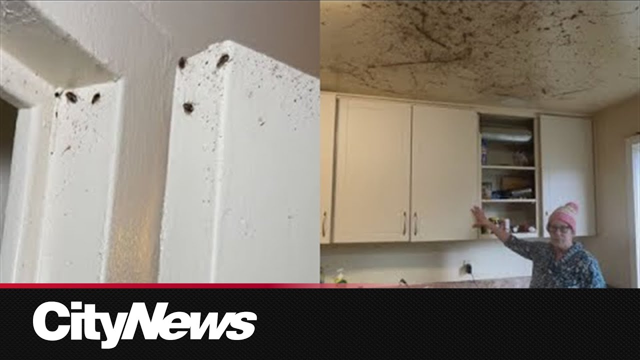 Tenant accuses BC Housing employee of coercively calling child service