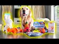 TOP 10 BEST REVIEWED DOG TOYS ON AMAZON! (Super Cooper Sunday #254)