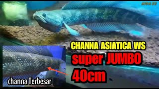 Viral_channa ASIATICA WS size 40cm Superr jumbo milik Om Agus Japan.