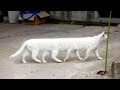 Funniest Animal Moments 2022 😂 Funniest Cats and Dogs 🐶😸 Ep 06 | Cute Buddy