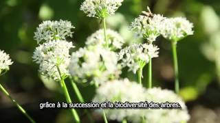 Les Fermes Miracle, un verger commercial en permaculture de 5 acres dans le sud du Québec