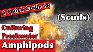 Culturing Freshwater Amphipods (Scuds)A Quick Guide