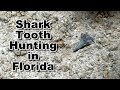 Shark Teeth Hunting for Megalodon and Great Whites in Florida | Fossil Tooth Hunt