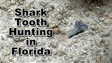 Shark Teeth Hunting for Megalodon and Great Whites in Florida | Fossil Tooth Hunt
