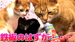 嫌いな猫なんていない！？鉄板のおやつを猫にあげた結果