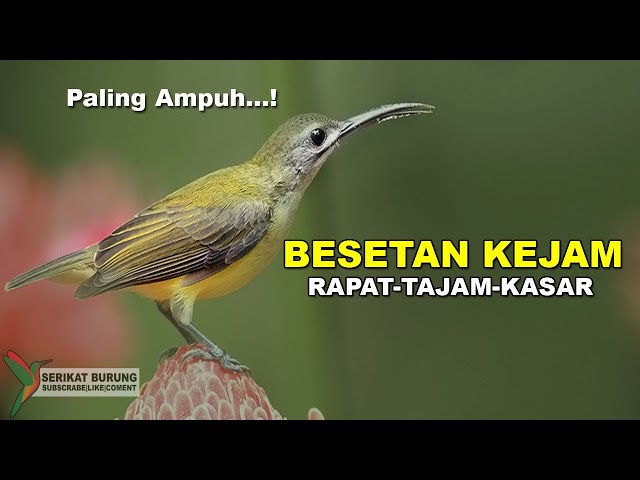 BESETAN KEJAM | Masteran Burung Lomba Terbaik Besetan Rapat Tajam Kasar Untuk Semua Burung Lomba class=