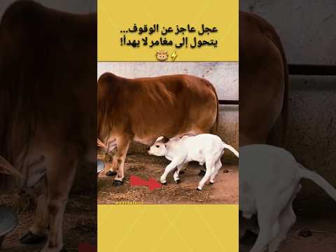 عجل عاجز عن الوقوف يتحول إلى مغامر لا يهدأ