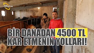 Bir Danadan 4500 Tl Kazanmanın Yolları - Damdan Dama