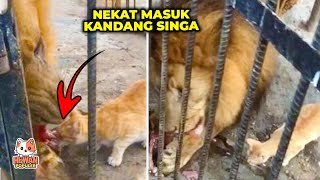 Kucing Oren Memang Berani.! Masuk kandang Singa Untuk Makan.! Akhirnya bikin Nyesek.!