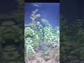 XL black mollies #black #fish #mollyfish #aquarium #love #funny #cute #song #music #viral #shorts #u
