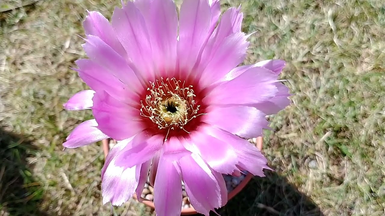 Echinocereus reichenbachii ssp. baileyi #kaktusy