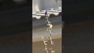 Beautiful humming bird with bright purple neck. Фиолетовая птичка колибри.