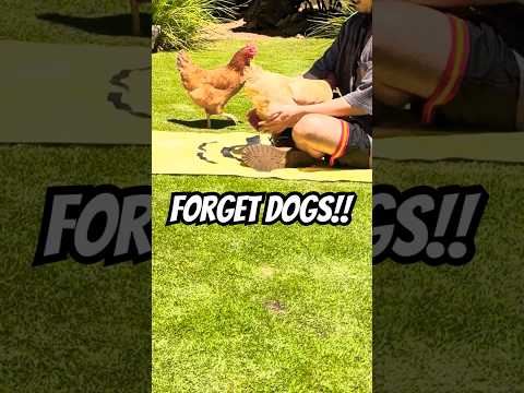 FORGET DOGS My Chickens Are WAY Cuddlier