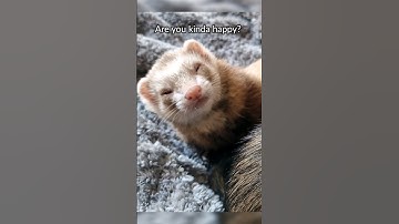 Introducing Ferrets: Will They Get Along?