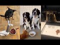 Dogs Reacting to Food being Poisoned and  More Cute Compilations | Fluff Planet