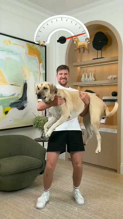 mrbeast  holds dogs😱👈#viral #trending #viral_video #fyp #cutedog