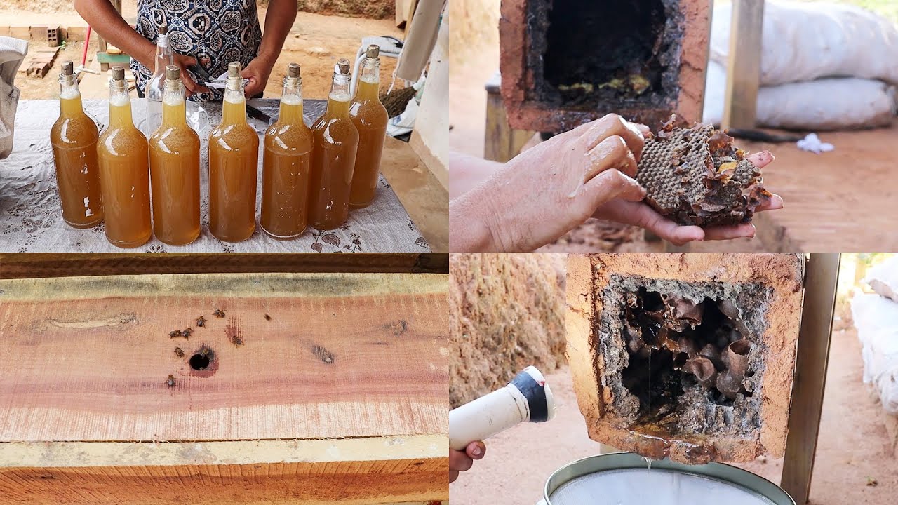 TIRANDO MEL E ARRANCHANDO URUÇU