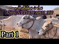 Brahman breeding farm am cattle farme 35a liquat pur best breeding cows for brahman part 1