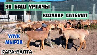 картинка: 30 баш МЫКТЫ УРГАЧЫ козулар сатыкка чыкты👍🏻 Улук байке сатыкка койлоруну чыгарды