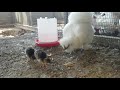 Μom silkie with 2 small peacocks - Freddy Farm -