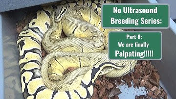 Ball Python Breeding without an Ultrasound Series Part 6:  Signs that Ovulation is near!!!!