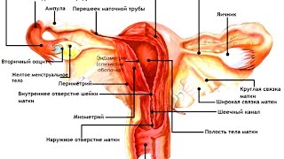 Женские половые органы - Анатомия просто!