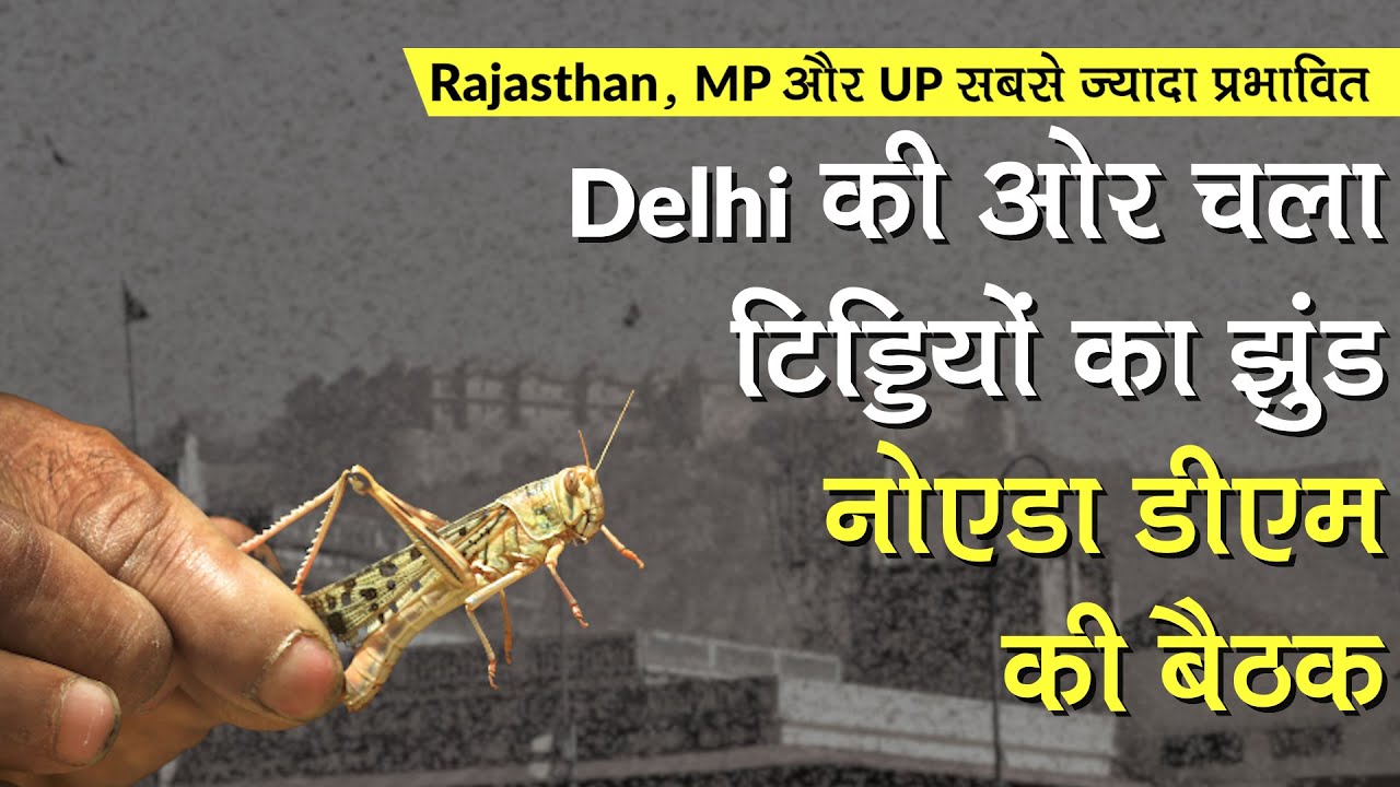 Locusts swarm: Delhi की ओर चला टिड्डियों का झुंड, नोएडा DM की बैठक