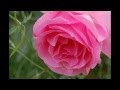 Miniature de la vidéo de la chanson Quand Les Roses