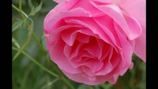 Video thumbnail of "Salvatore Adamo ~ Quand les roses ~"