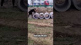 Bu Çift Işini Biliyor