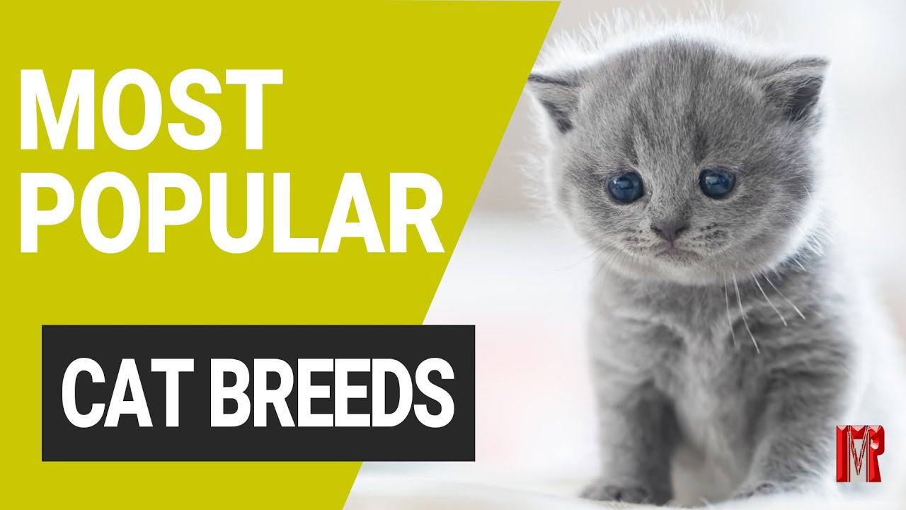 World's most popular cat breeds