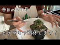 【今日の多肉事】子株の外し方と植え替えのやり方