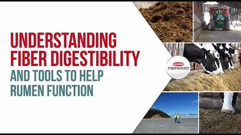 Understanding fiber digestibility and tools to help rumen function