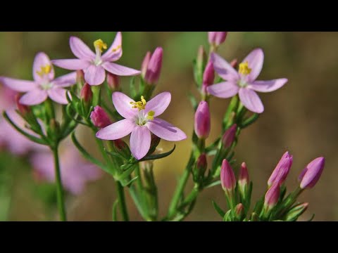 Video: Biljke Kao Ljekovita Sirovina