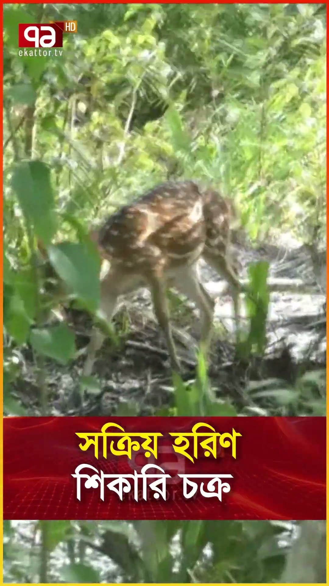 সক্রিয় হরিণ শিকারি চক্র
